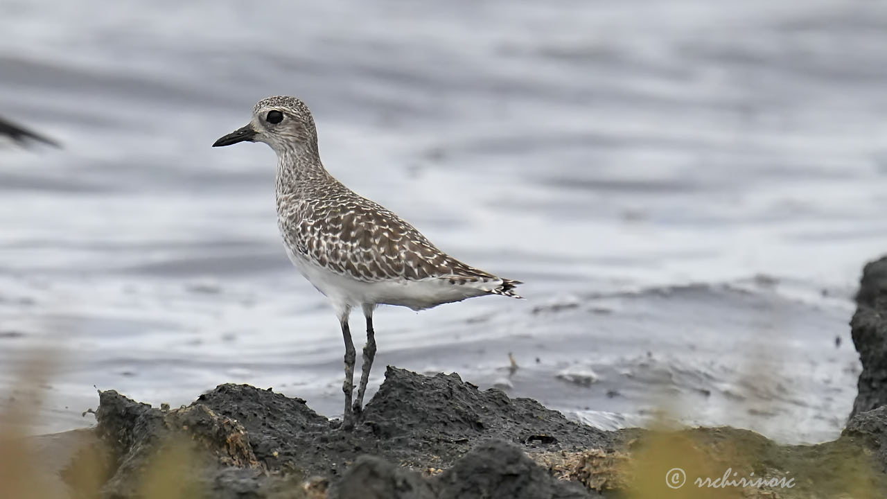 Black-bellied plover