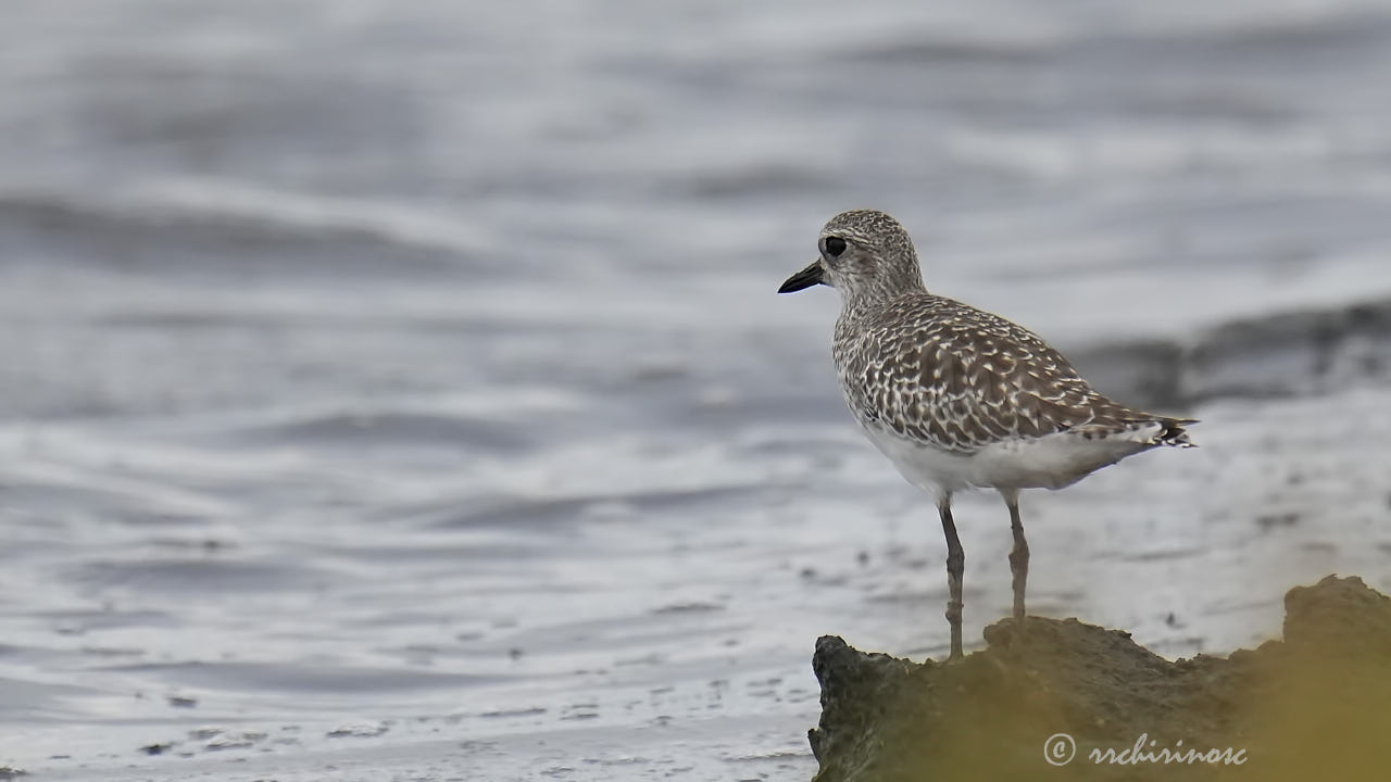 Black-bellied plover