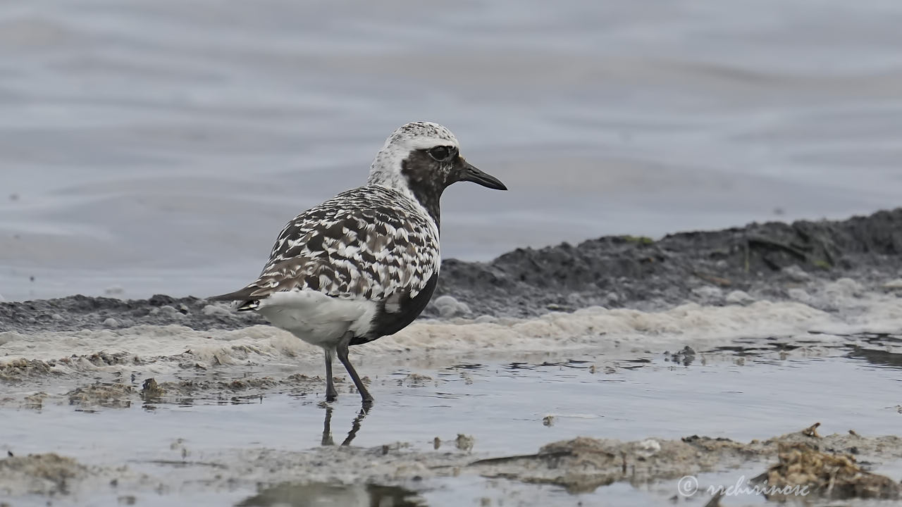 Black-bellied plover