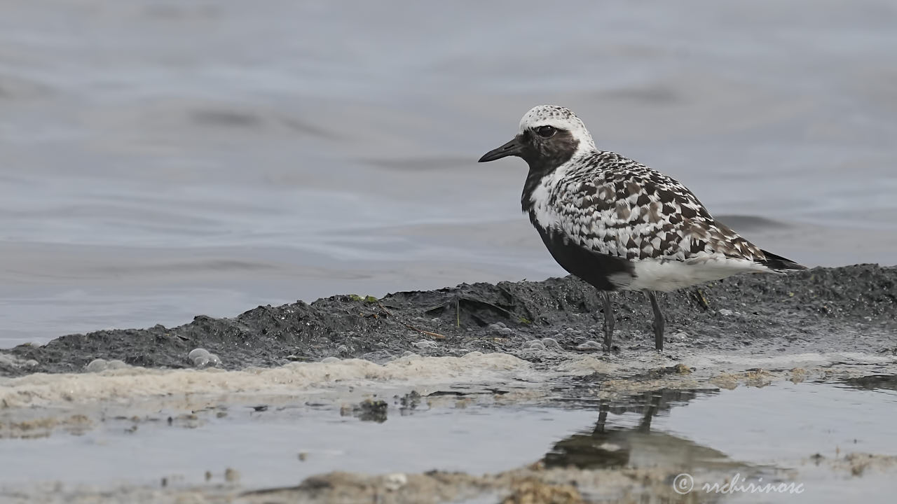 Black-bellied plover