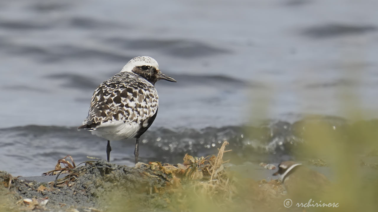 Black-bellied plover