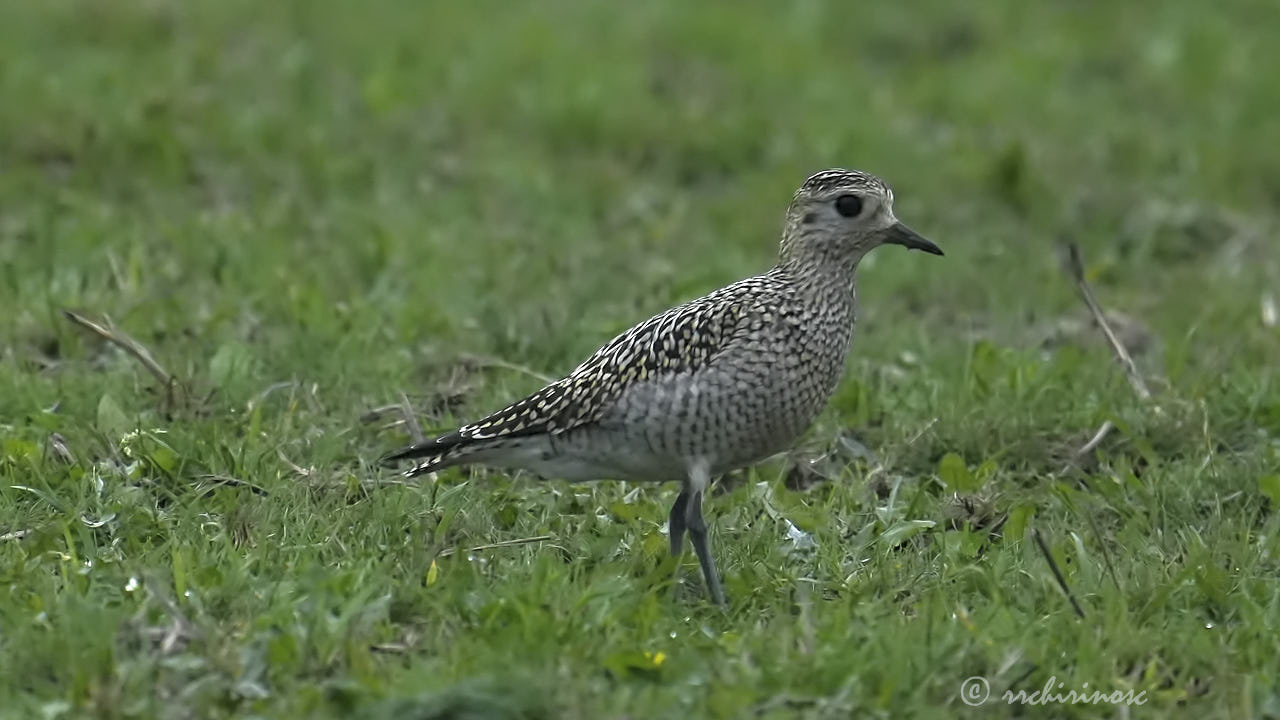 European golden plover