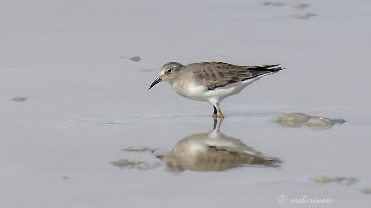Temminck's stint