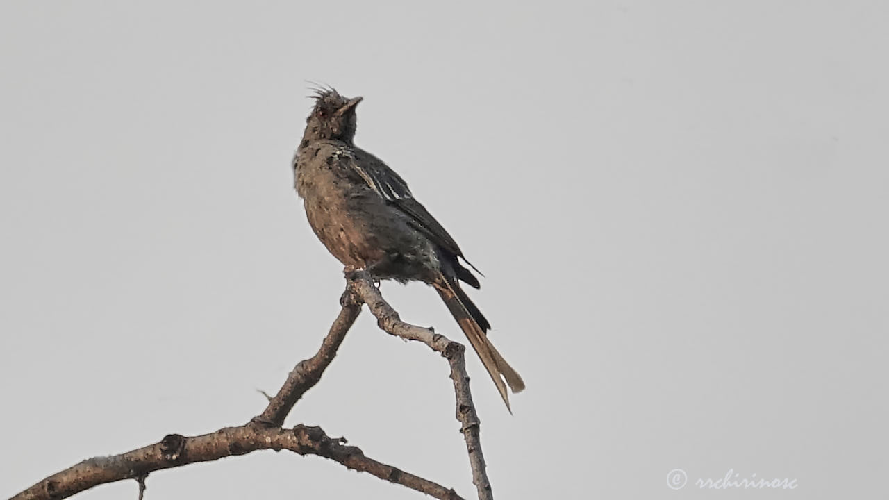 Northern phainopepla