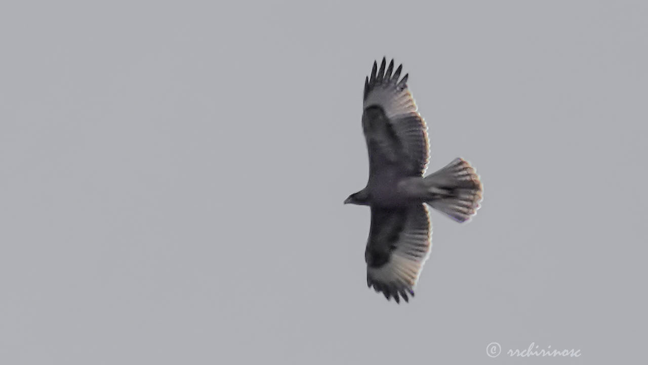 Bonelli's eagle