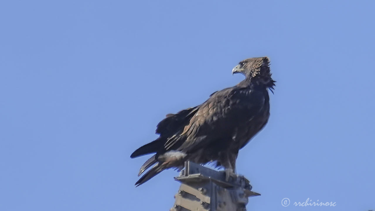 Golden eagle