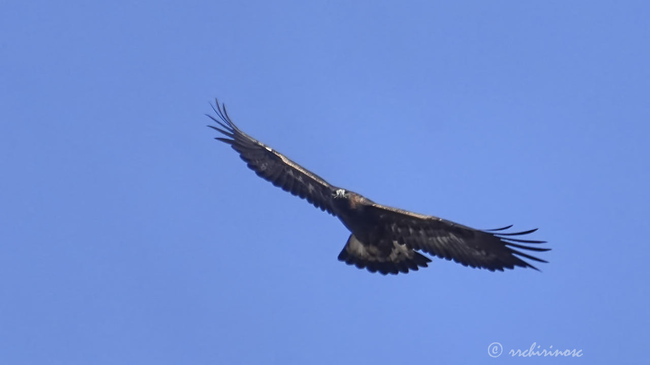 Golden eagle