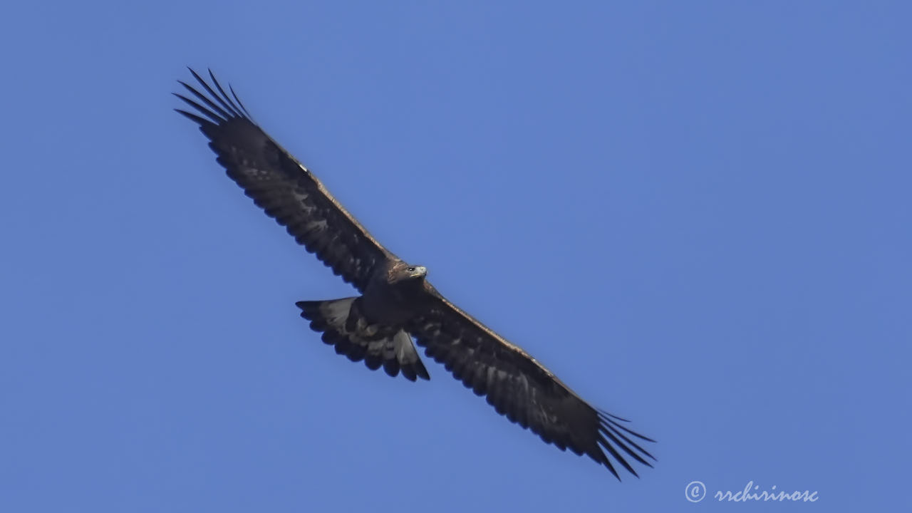 Golden eagle