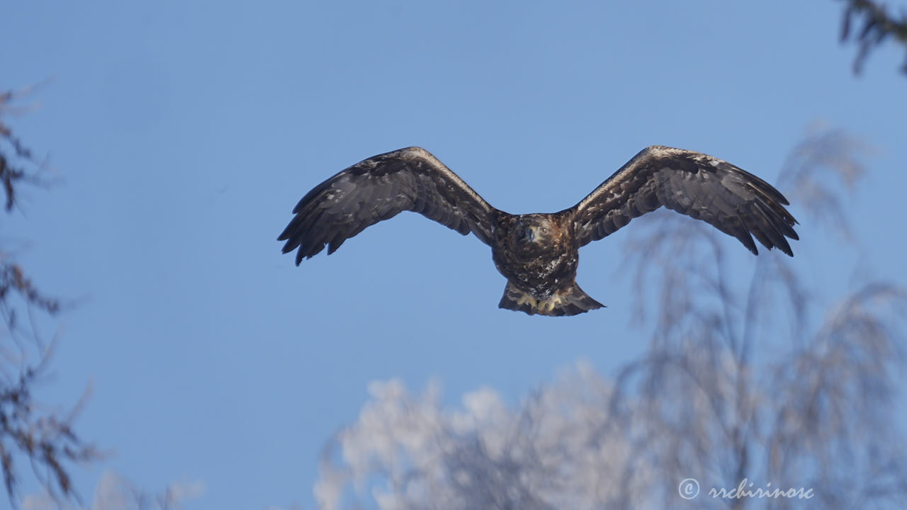Golden eagle