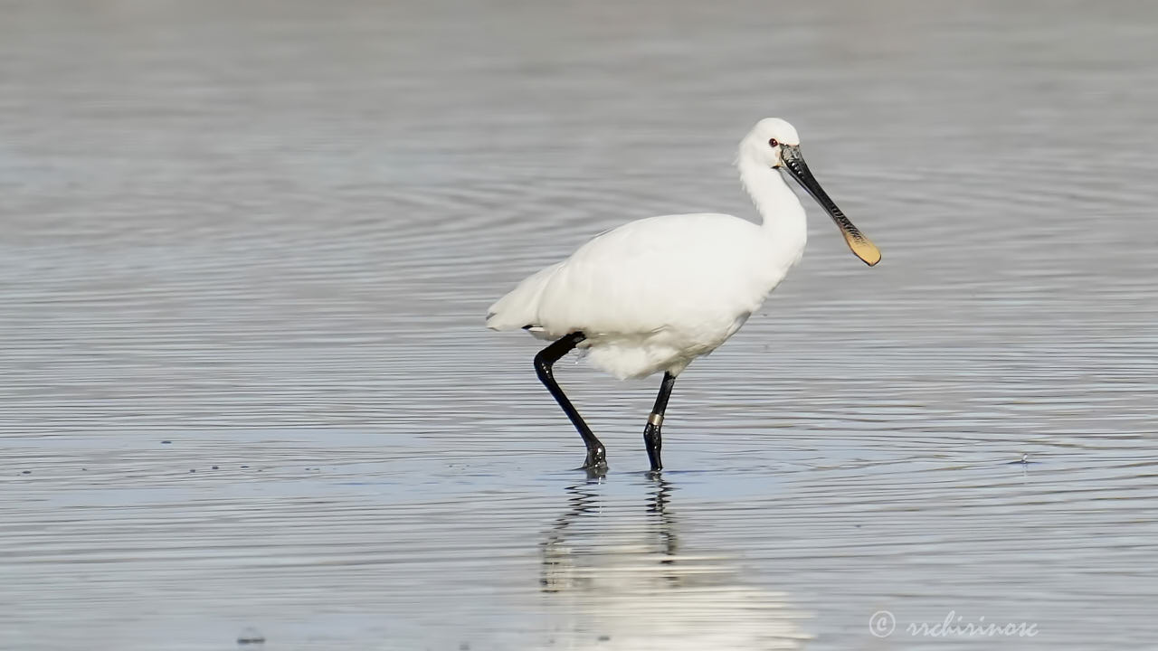 Eurasian spoonbill
