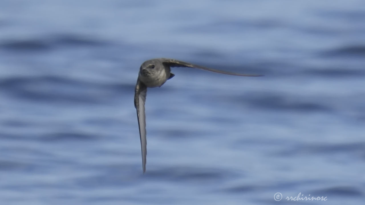 Eurasian crag martin