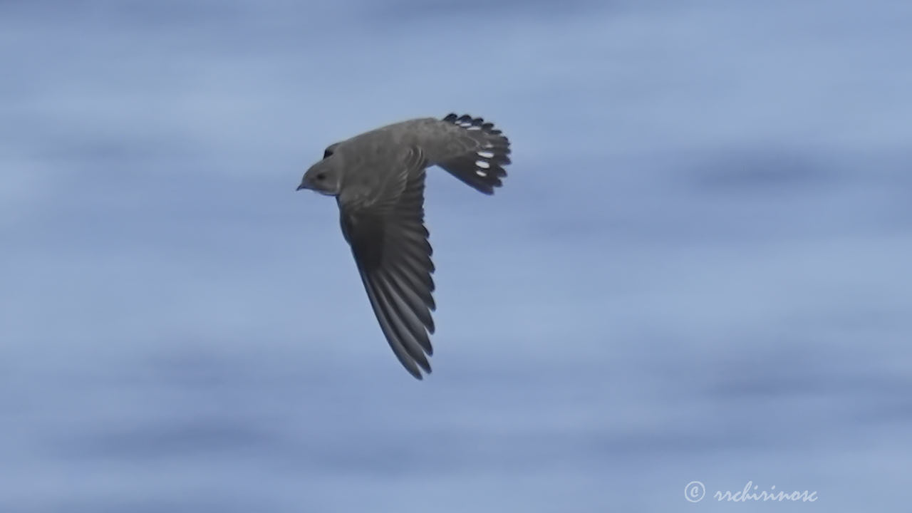 Eurasian crag martin