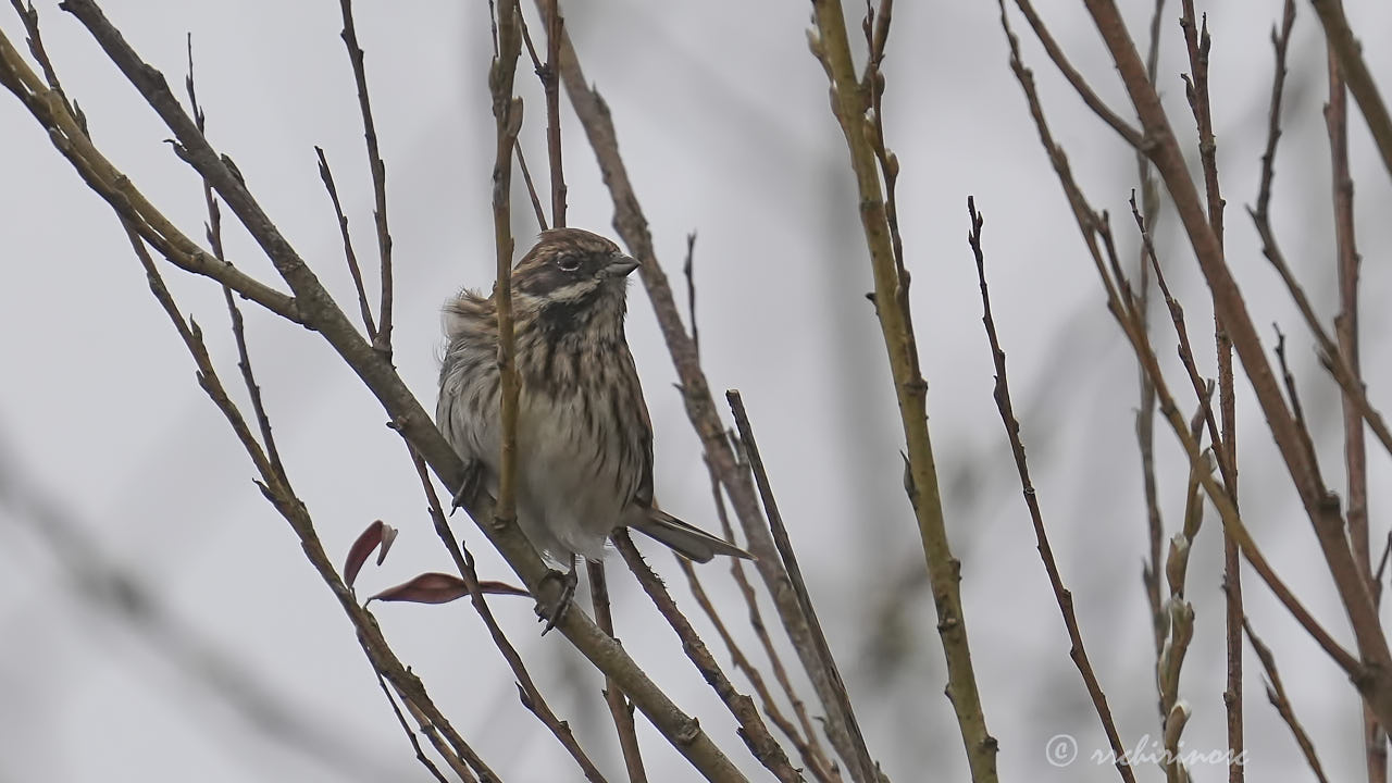 Little bunting