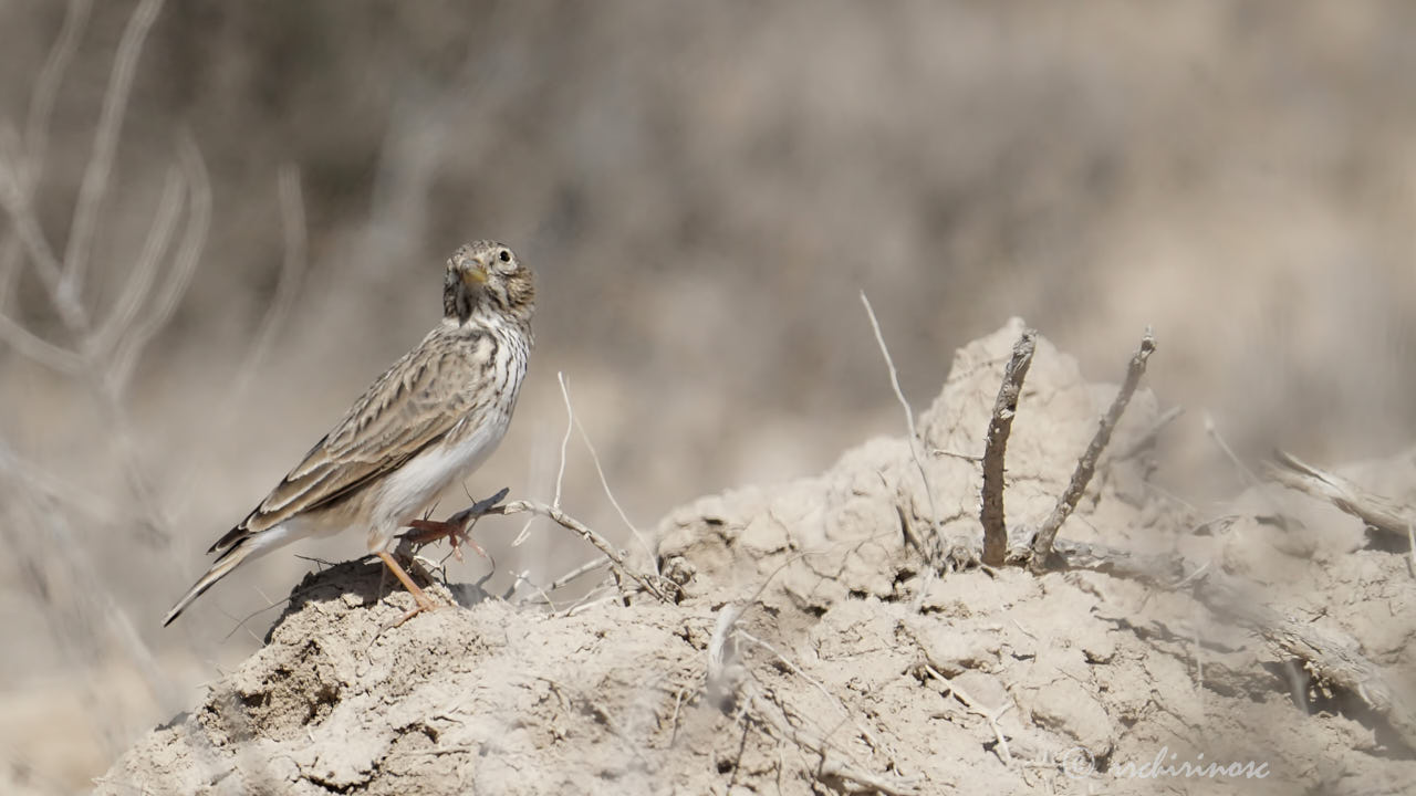 Mediterranean short-toed lark