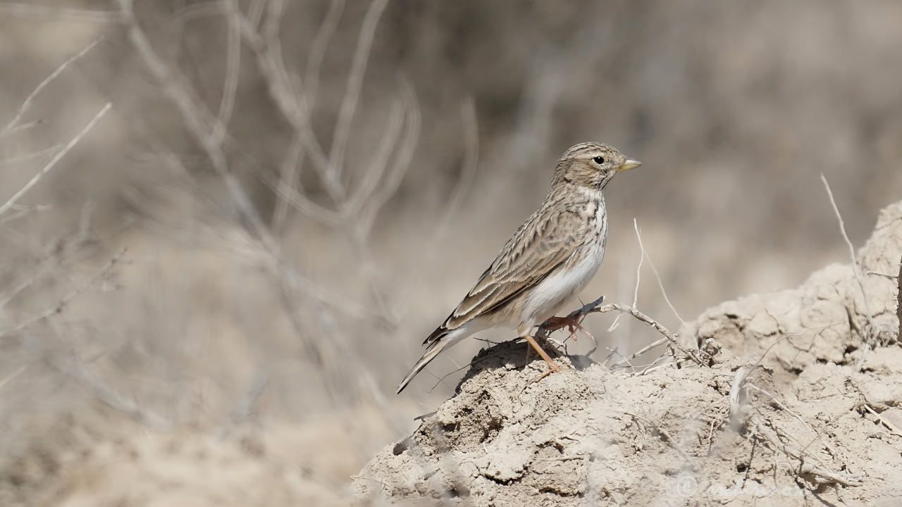 Mediterranean short-toed lark