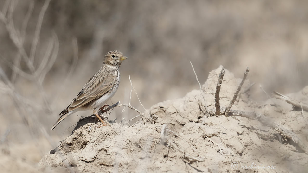 Mediterranean short-toed lark