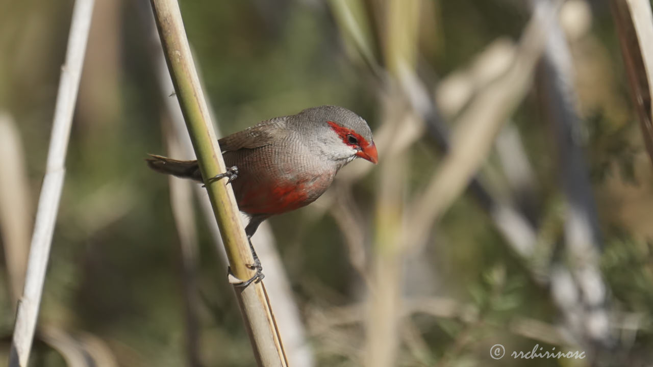 Common waxbill