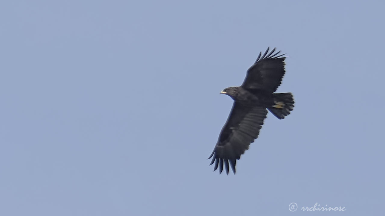 Greater spotted eagle