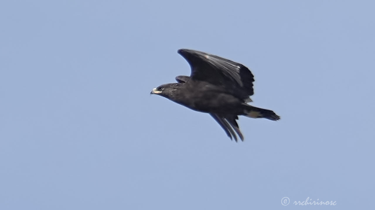 Greater spotted eagle
