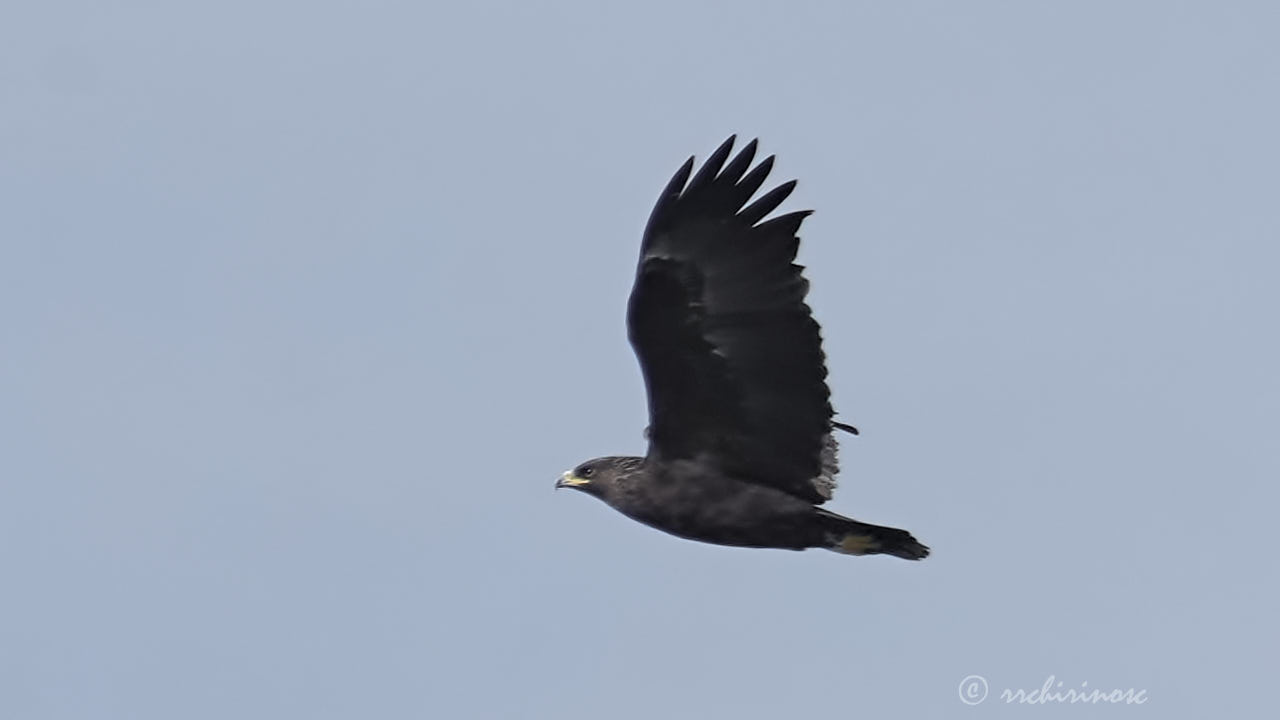 Greater spotted eagle