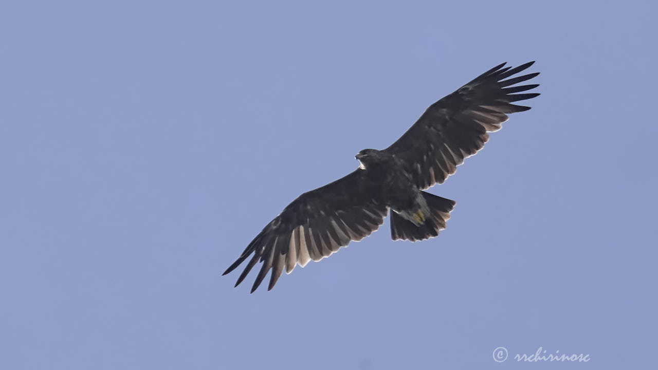 Greater spotted eagle