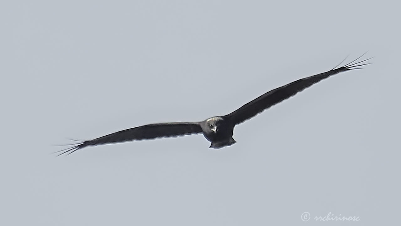 Greater spotted eagle