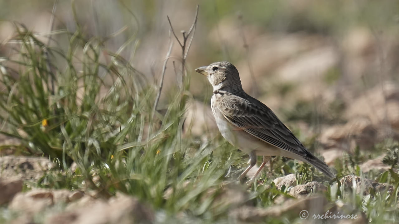 Calandra lark