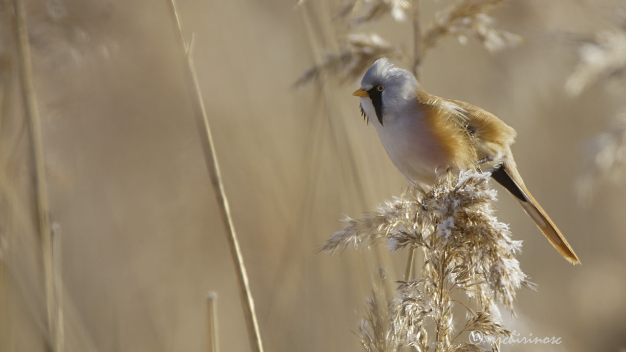 Bearded reedling