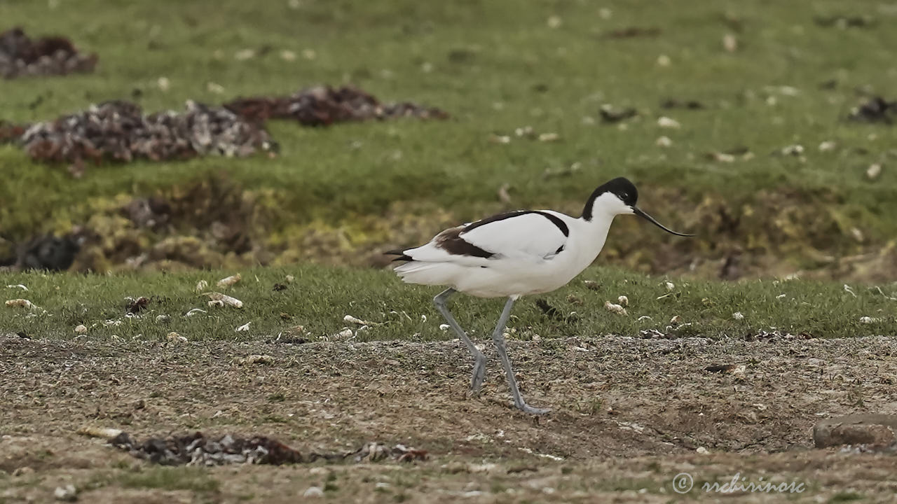 Pied avocet