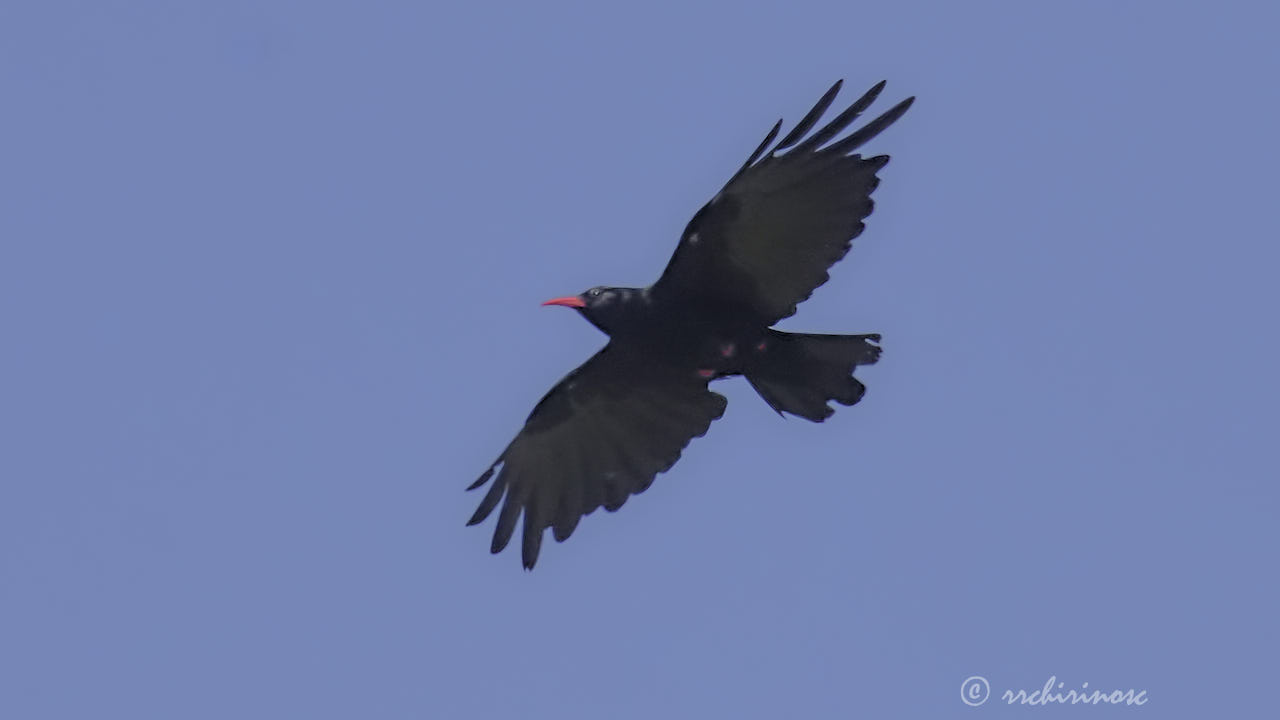 Red-billed chough