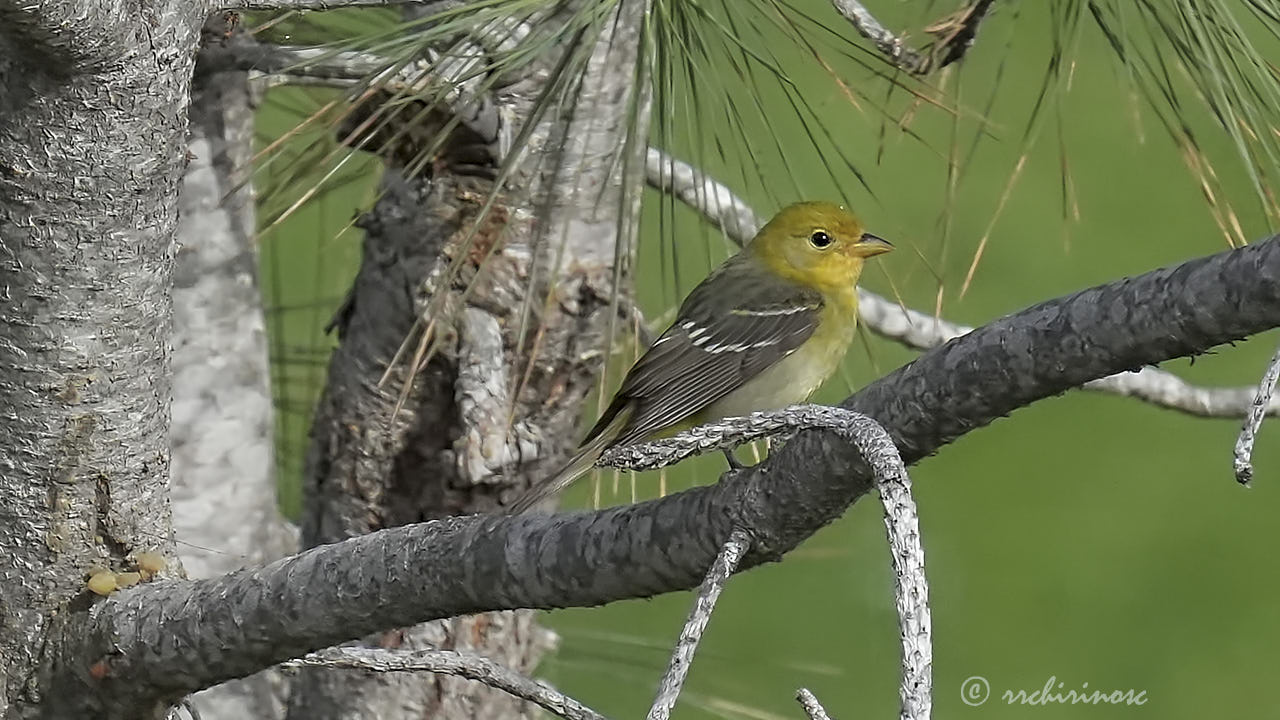 Western tanager