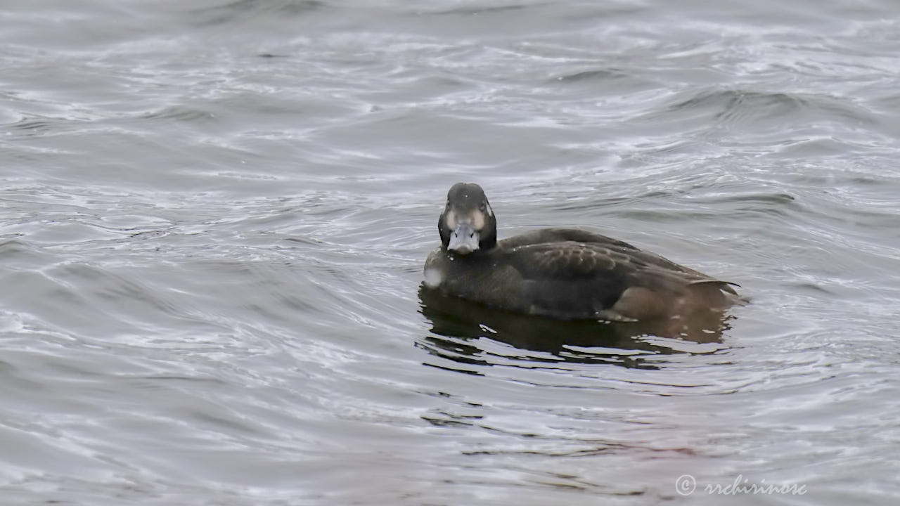 Velvet scoter