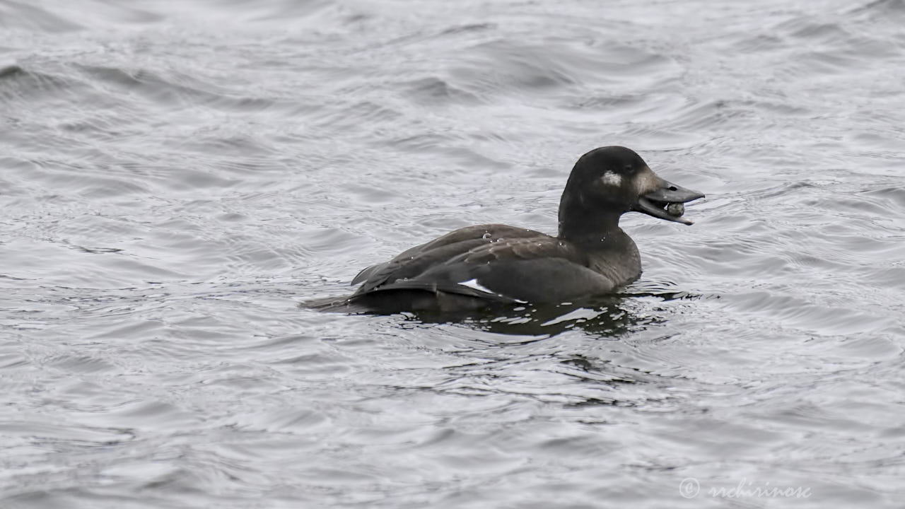 Velvet scoter