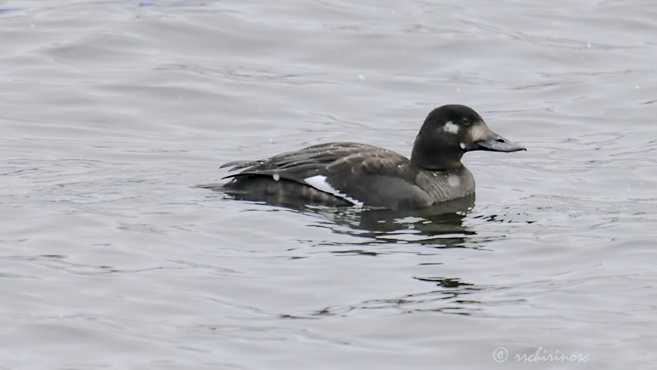 Velvet scoter