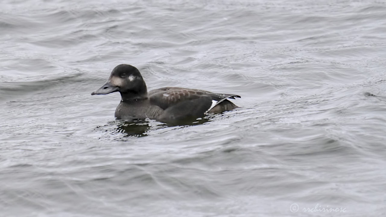 Velvet scoter
