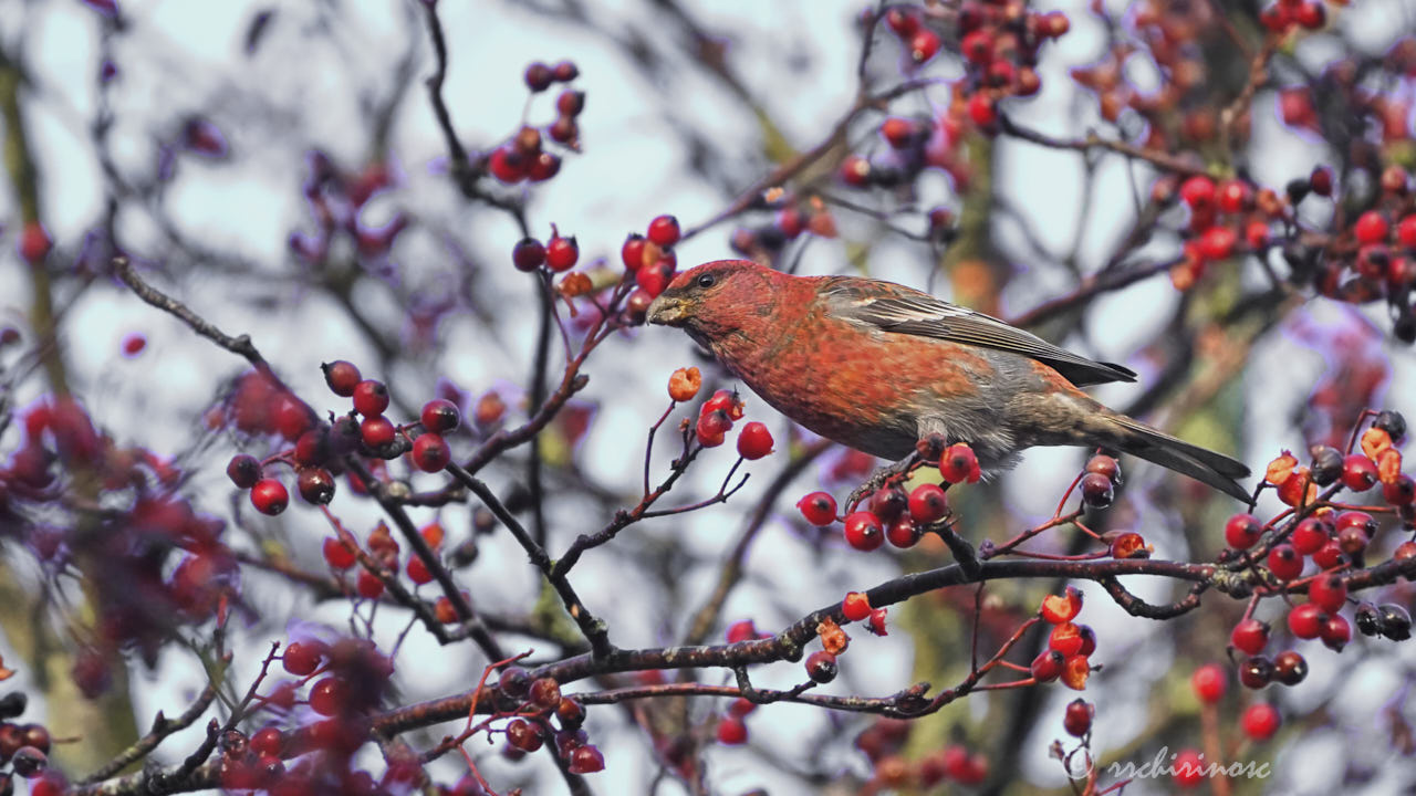 Pine grosbeak