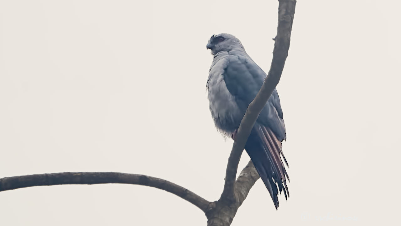 Plumbeous kite