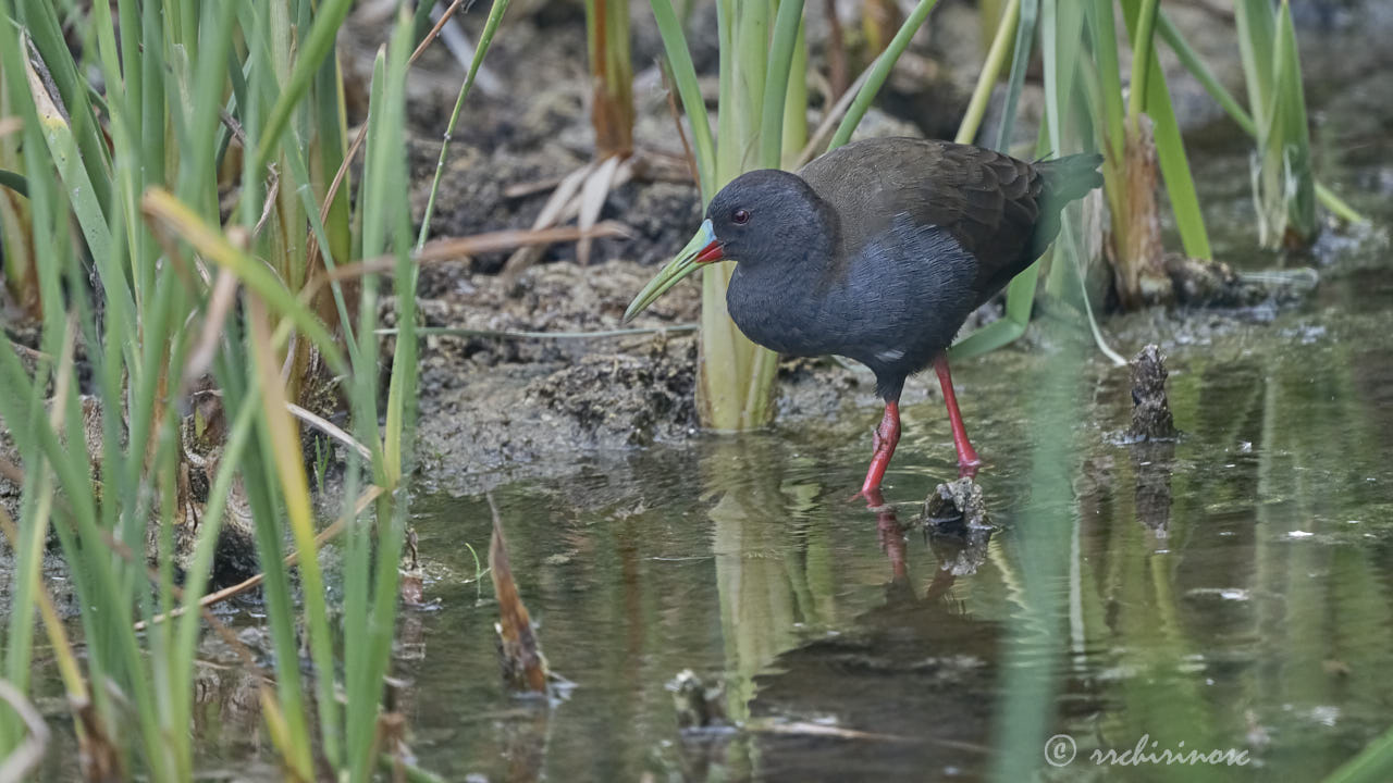 Plumbeous rail