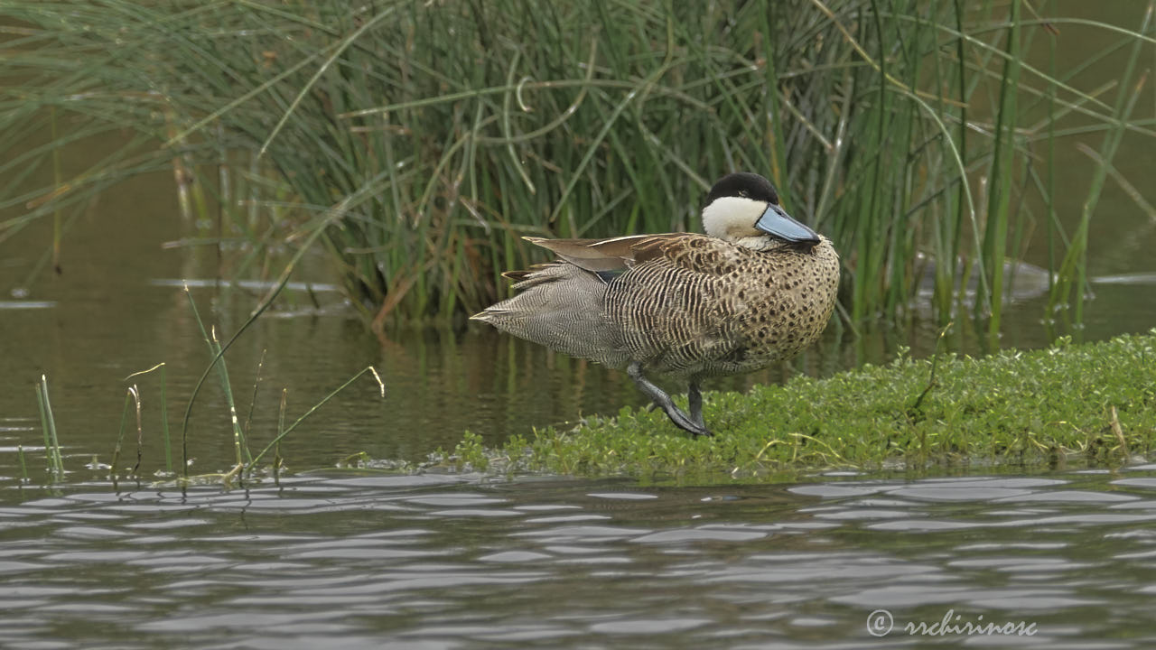 Puna teal