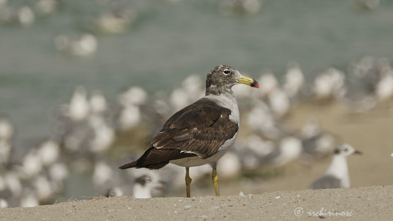 Belcher's gull