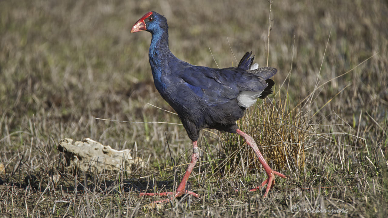 Western swamphen