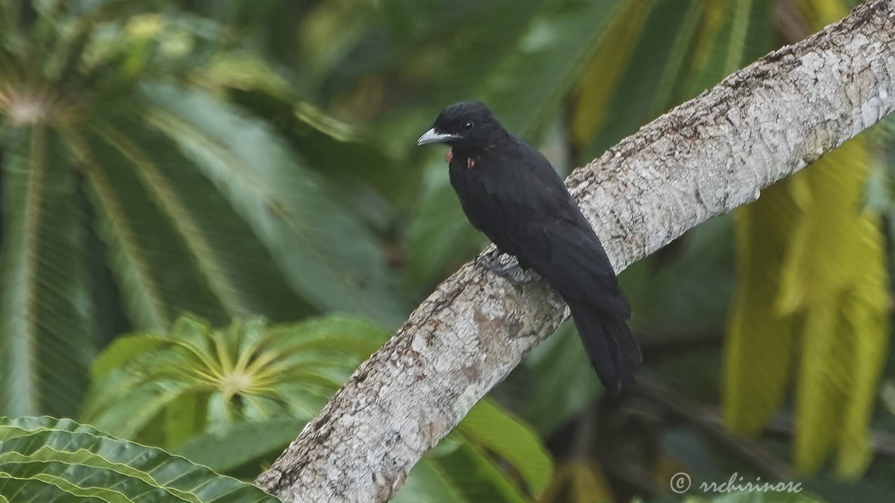 Purple-throated fruitcrow