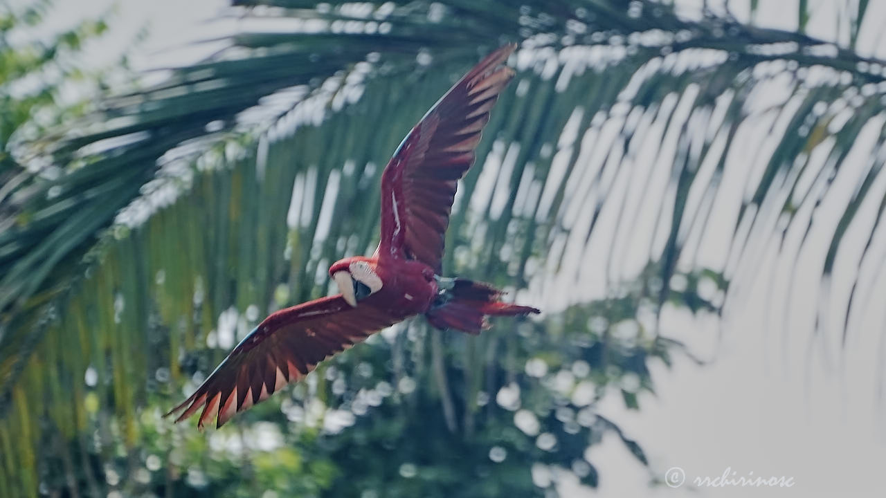 Red-and-green macaw
