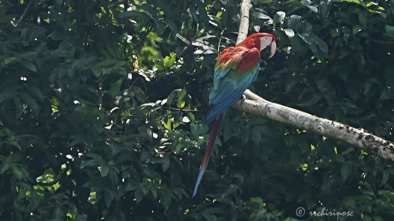 Red-and-green macaw