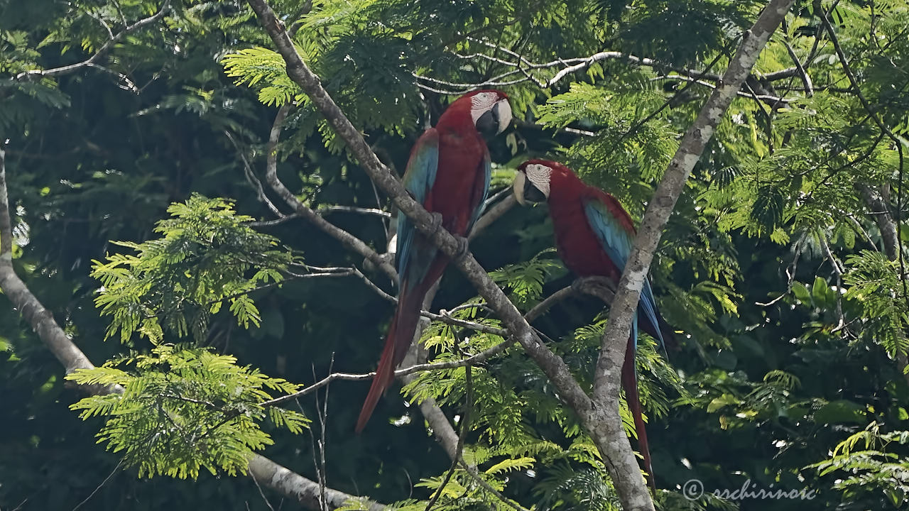 Red-and-green macaw
