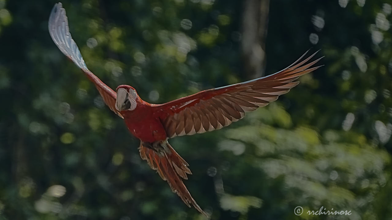 Red-and-green macaw