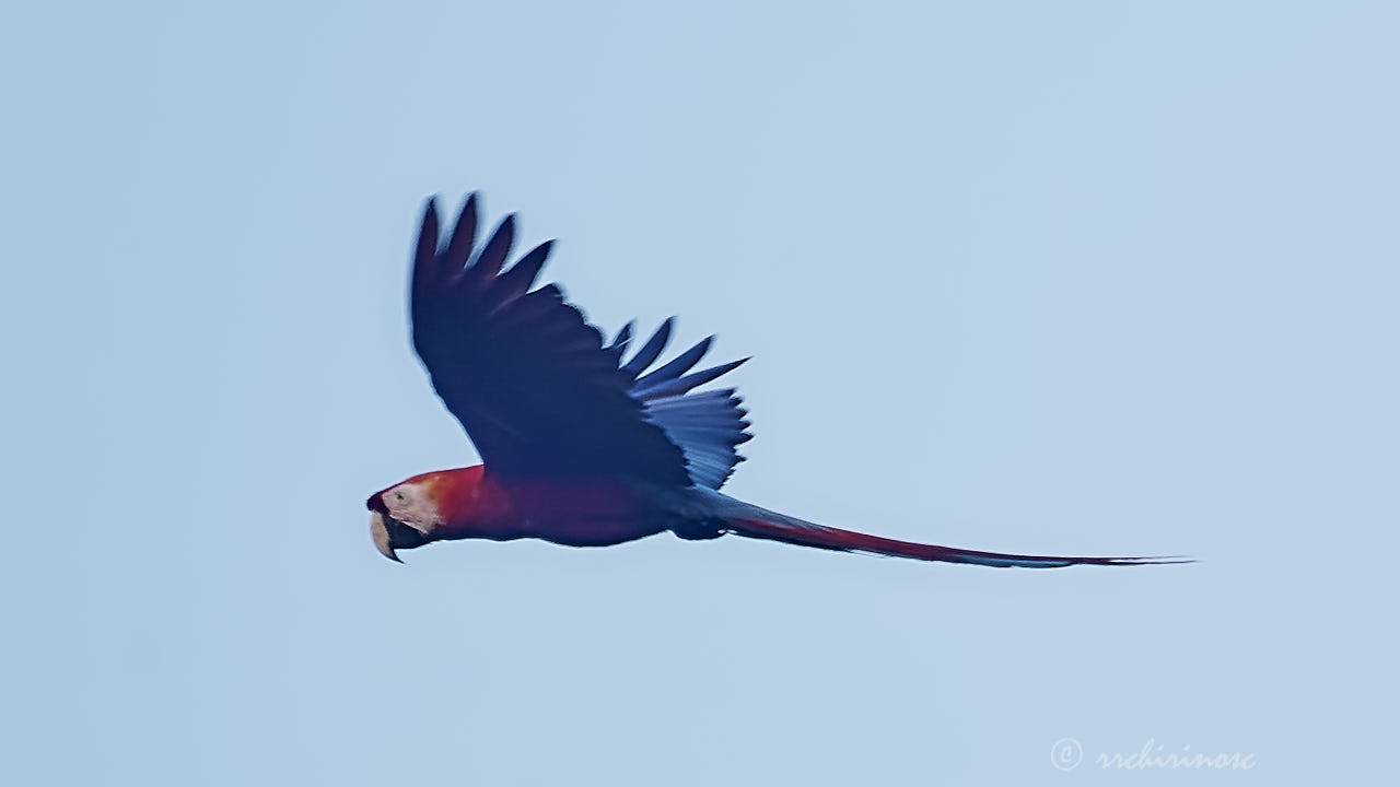 Red-and-green macaw