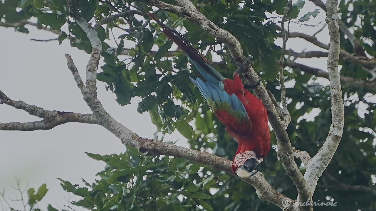 Red-and-green macaw