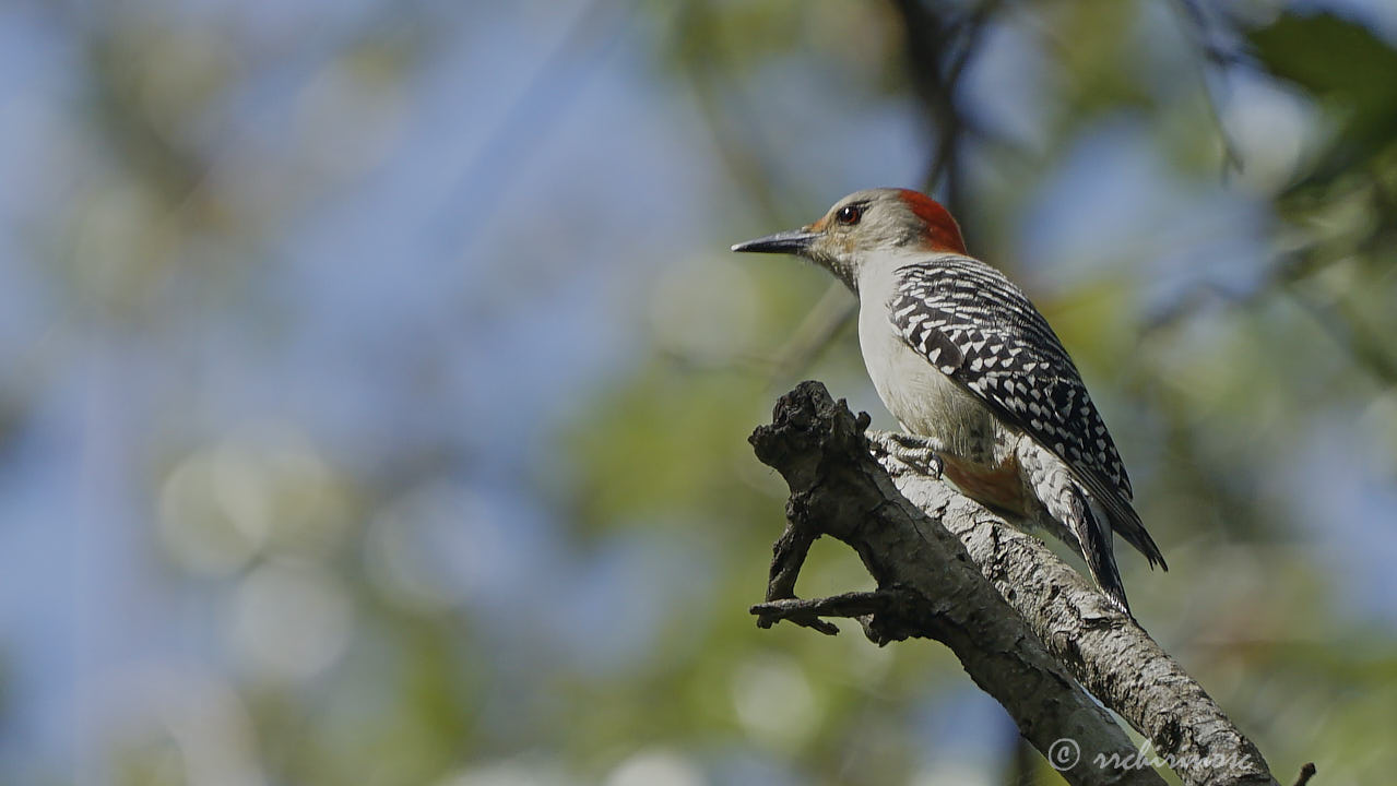 Red-bellied woodpecker