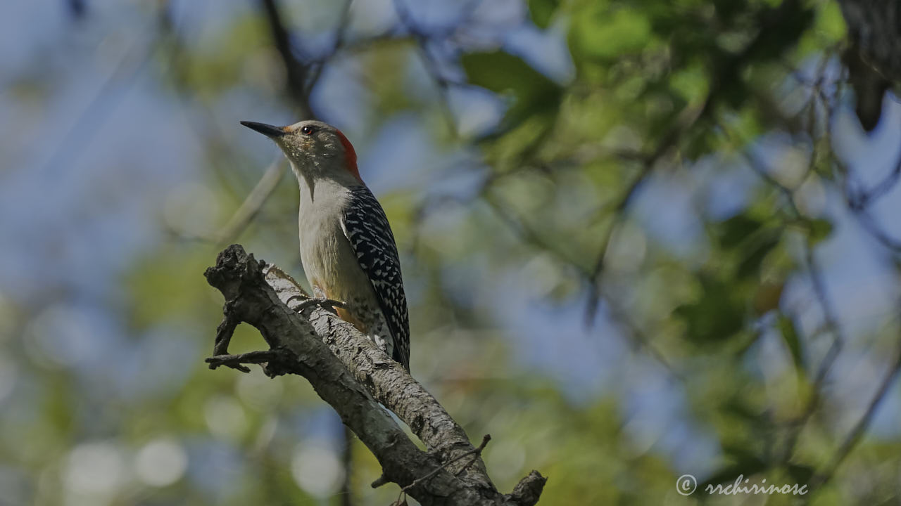 Red-bellied woodpecker